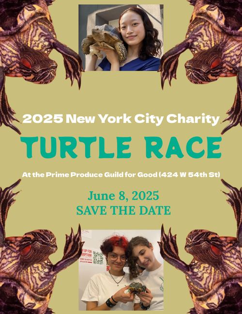 Annual Charity Turtle Race