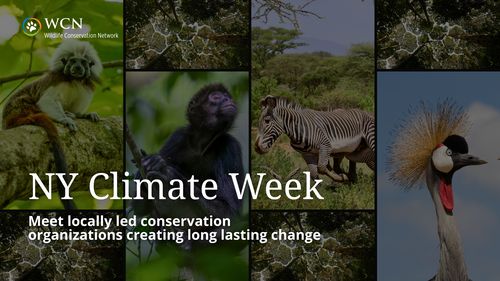 Wildlife Conservation is Climate Action